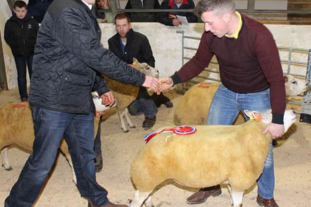 Judge Dermot Goss congratulating Matthew Burleigh on his success in winning the Irish Beltex Sheep Breeders Club Christmas Show and Sale with his champion shearling Ewe, MattÂ’s Attendant