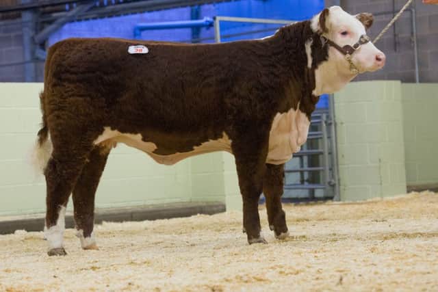 Sky High 1 Miss Valentine from Sky High Herefords sold for the top price of 8,500 gns.