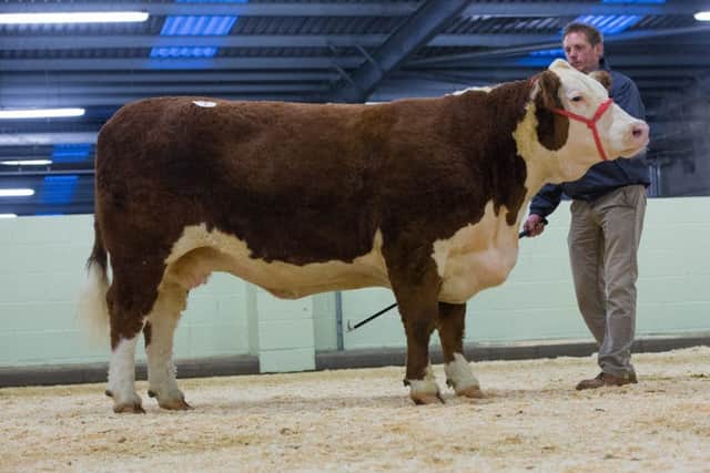 Coley 1 Bubbles from Coley Herefords sold for 8,000 gns.