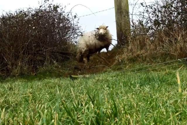 A sheep that was caught in brambles and barbed wire in a field in Swansea was rescued by the RSPCA on Christmas Day.