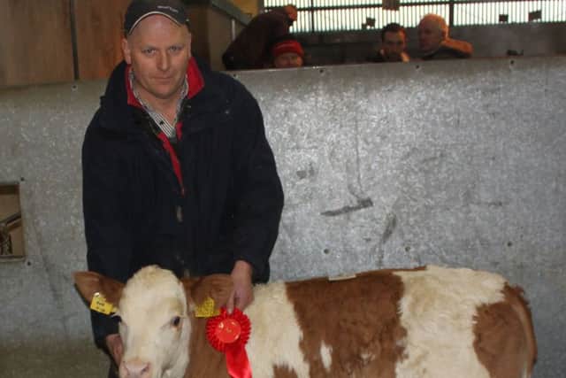 John McCay's first prize winner sold for a top price of Â£410 at the NI Fleckvieh Club's dropped calf show and sale in Omagh. Picture: James Beattie.