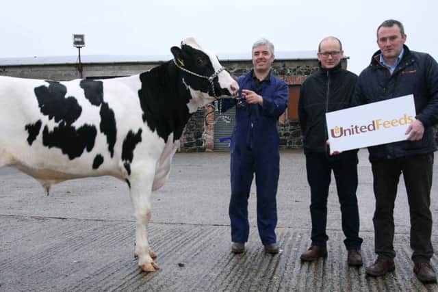 Stuart Smith exhibited the honourable mention prize winner Prehen Franky. Adding their congratulations are judge Conor Casey, Cloughmills; and sponsor Martin Clarke, United Feeds. Picture: John McIlrath