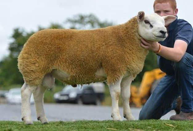 Millcomb Vindicator sire  to a number of gimmers included in the January Gems sale on 7th January in Ballymena Mart.