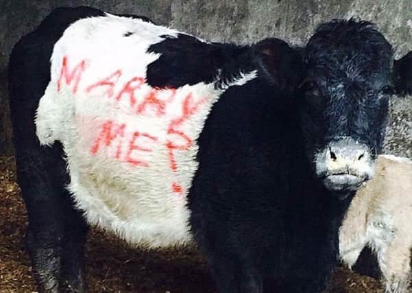 The Belted Galloway spells out the message
