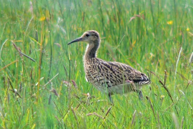 Curlew chick, Glenwherry. Picture: Neal Warnock