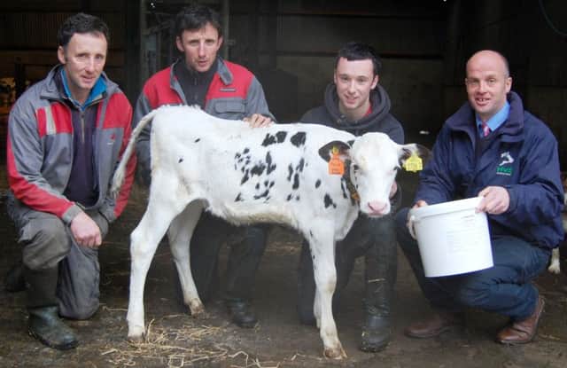 Increasing numbers of local dairy farmers are using Calf Excel, from HVS Animal Health, as part of their standard calf feeding and management practices