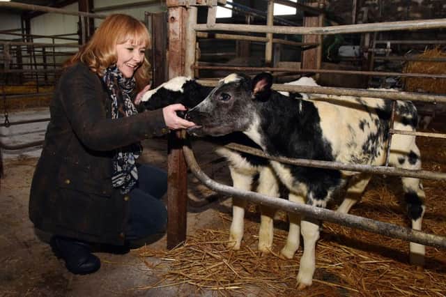 Agriculture Minister Michelle McIlveen visited farms in the Strabane area on Thursday, January 19 2017. The Minister is pictured with calves on the Donnell family dairy farm in Ballymagorry during a tour of premises. The Minister also attended a meeting of the Ballylaw Farmers Group, which includes members from across the Strabane area.