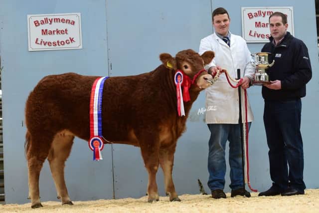 Overall pedigree Limousin champion, Ballyhone Missmoneypenny, exhibited by Brian Hall and pictured alongside sponsor Norbrook Laboratories, represented by Noel Gill