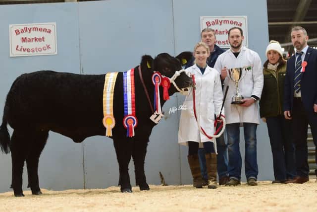 Best exhibitor bred animal and overall commercial Limousin champion, Valentine, exhibited by Stephen and Keith Williamson, handled by Tara O'Brien and pictured alongside sponsor, Northern Countie's representative, Briege Diamond and judge Martin Conway