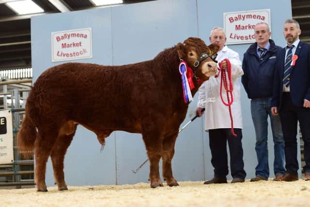 Reserve overall pedigree Limousin champion, Keadyview Mighty, exhibited by Barny O'Kane and pictured beside Thompson's representative Kieran McCafferty