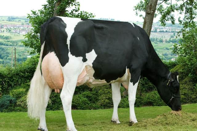Prehen Goldwyn Froukje EX94-4E-17* LP 80 gave 14,787kgs at 4.21% butterfat and 3.66% protein in her fourth lactation. Her grandson Prehen Forno ET GPLI Â£618 by De-Su Penley sells at Holstein NI's premier spring sale.