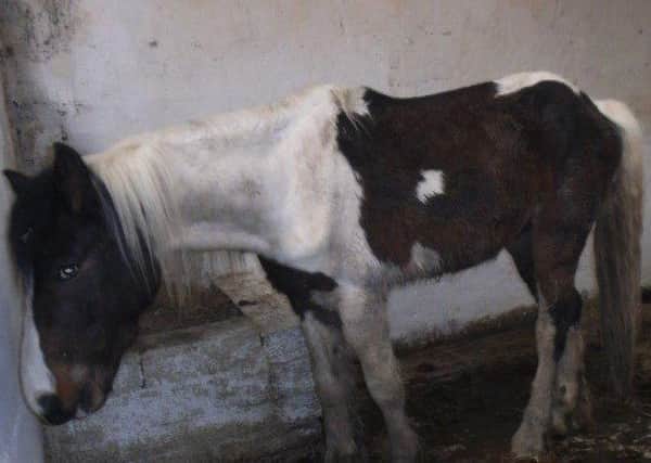 One of the horses found at Armagh Road, Keady. INPT05