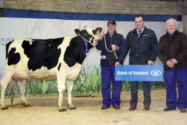 Richard Shanks exhibited the honourable mention award winner Bloomhill Cruise Vida sold for 2,020gns. Also pictured are Richard Primrose, Bank of Ireland, sponsor; and Robert Wallace, Templepatrick, judge.