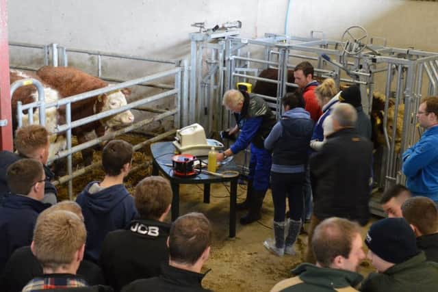 William Tait, Beef Recording technician with AI Services demonstrates the use of ultra sound scanning to evaluate the carcass quality of Hereford bulls.