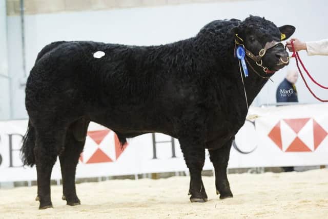 Westhall Black Lance 8,000gns