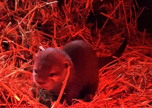Exploris Aquarium are delighted to announce the exciting arrival of a new Asian Small-Claw Otter pup, the first to be bred in captivity in Northern Ireland