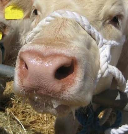 According to research by the University of Warwick future outbreaks of foot-and-mouth disease (FMD) can be controlled effectively and quickly with vaccinations