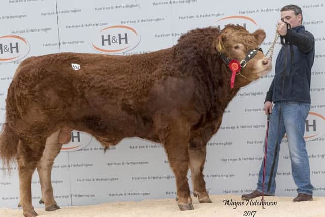 Westpit Lowry - 18,000gns
