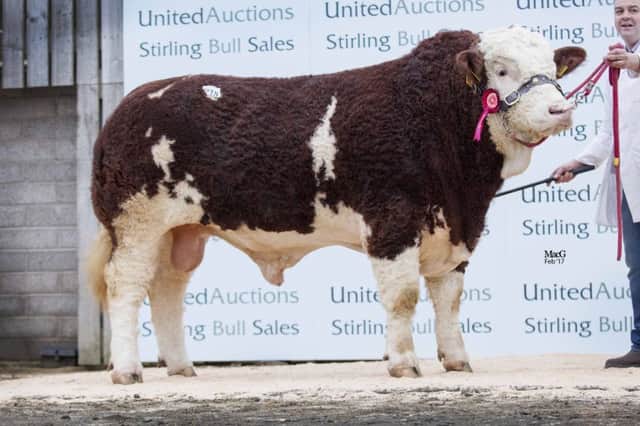 The first prize winning Drumacritten George sold at 11,000gns for the Nelson family from Rosslea. Picture MacGregor Photography