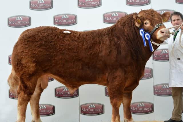Lot 23 reserve champion 'Ashledge Latvia' from Messrs A G Kirton and Sons, Bewdley, sold for 5,100gns