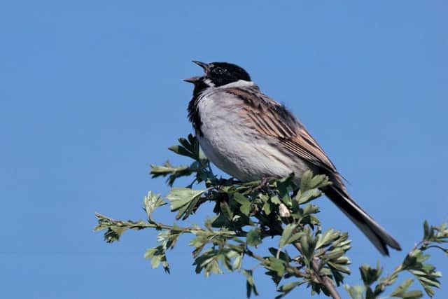 Reed bunting, male singing on hawthorn