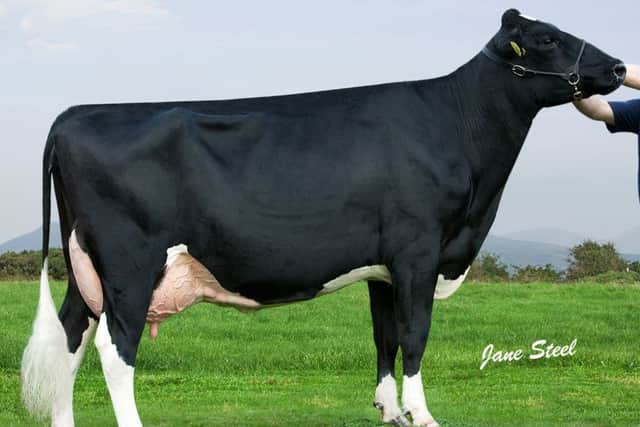 Newry Gold Barbie EX93 2E produced 14,779kgs at 4.38% butterfat and 3.14% protein in her third lactation. Her September born Cogent Superstyle heifer calf sells at Holstein NI's March show and sale in Dungannon.