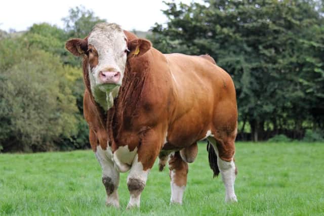 Five-year-old Simmental stock bull Slievenagh Champion.