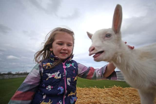 Lori Winter aged 7 meets Geoffrey the goat at the launch of the 149th Balmoral Show held at Eikon Exhibition Centre on Wednesday.  This marks seven weeks until the Show which runs from 10th-13th May 2017. Pic Steven McAuley/McAuley Multimedia