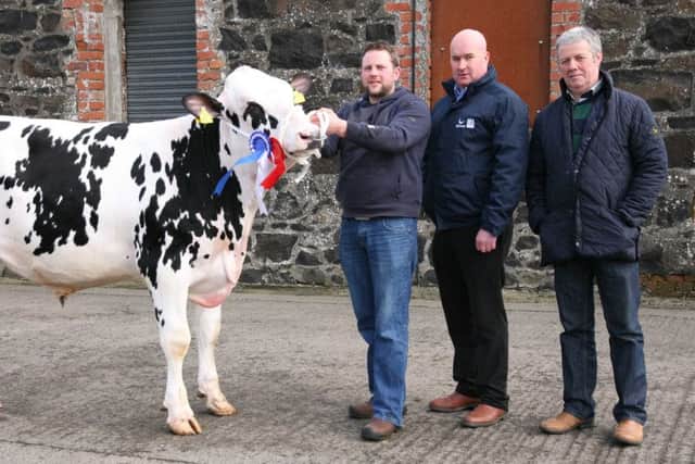 Christopher Eastwood exhibited the reserve champion Relough Roxer on behalf of R McLean and Sons, Donaghmore. Included are Gareth Bell, Genus ABS, sponsor; and judge Wilson Patton, Newtownards. Picture: John McIlrath.