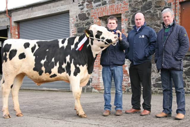 The honourable mention award went to Inch Nobleman exhibited by James Cleland, Downpatrick. Also pictured are Gareth Bell, Genus ABS, sponsor; and judge Wilson Patton, Newtownards. Picture: John McIlrath.