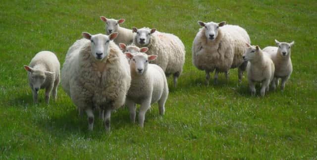 Lleyn ewes and lambs enjoying the spring sunshine.
