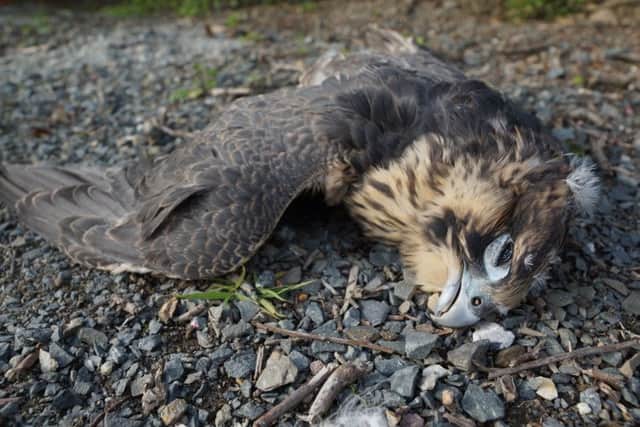 Dead Peregrine Falcon