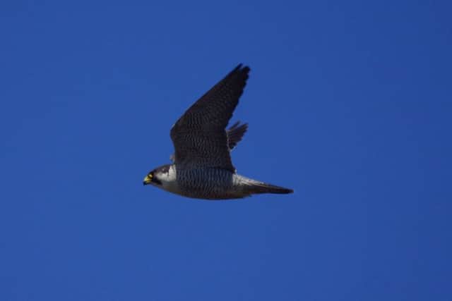 A Peregrine Falcon in flight