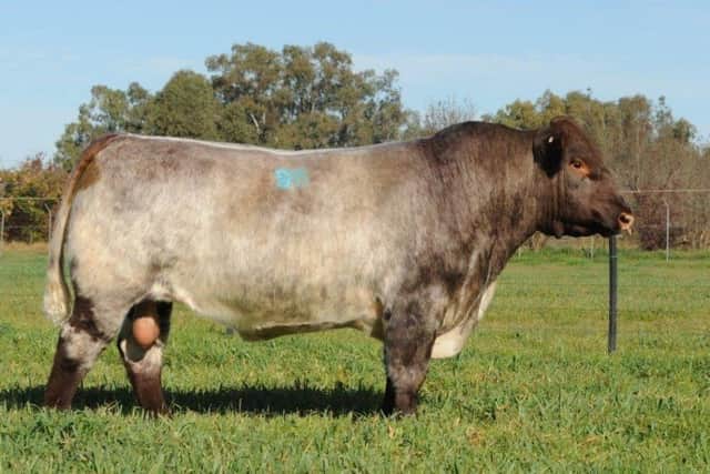 An interesting line up of embryos are listed for sale eligible for export throughout Europe. These include sires such as the sought after Kamilaroi Meat Packer