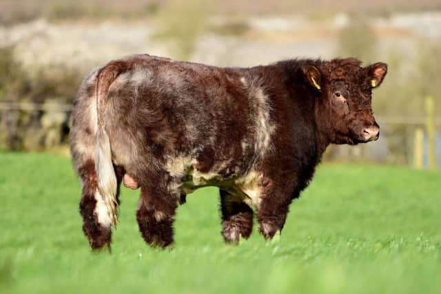 Caramba Ultra Kebbie was the 2016 All Ireland Junior Bull Calf Champion