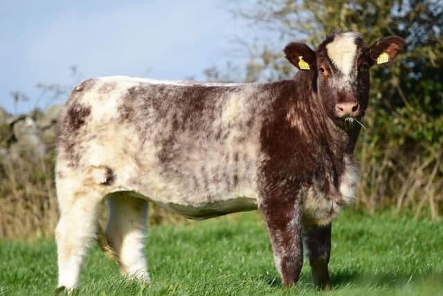 Caramba Rothes Kissable is a full sister to the multi award winning Caramba Hottie