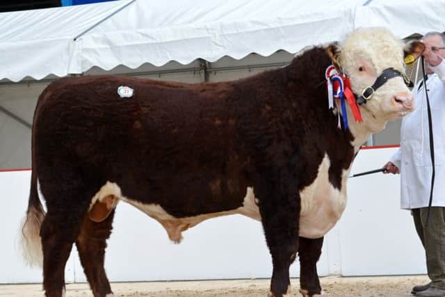 Champion lot 31 'Free Town Monitor' from R A Bradstock and Partners Hereford
, sold at 4,600gns