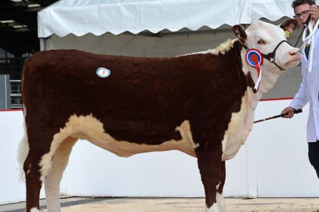 Lot 8 female champion 'Pepplestock 1 Butterfly'  from Speirs Farms Ltd Luton
, sold at 4,100gns