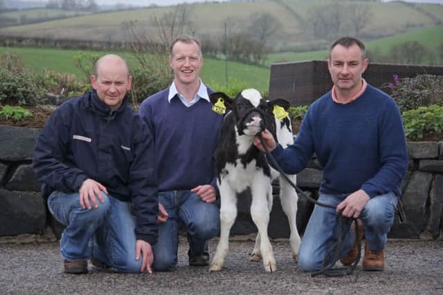 Pedigree breeders Conor Casey and Gareth Smyth from Cloughmills have donated heifer calves for the charity auction at Holstein NI's forthcoming Open Day. They are pictured with club chairman Tommy Henry and the March-born Ballyweaney Supersire Kim.