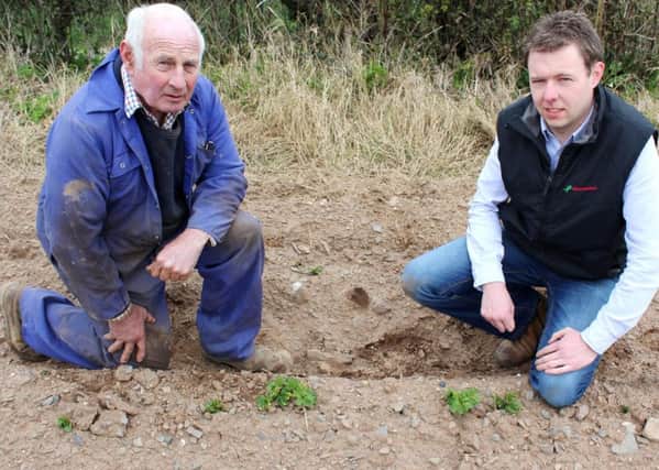 Killinchy early potato grower Hugh Chambers (left) inspects a growing crop of Early Comber potatoes with Wilson's Country agronomist Stuart Meredith