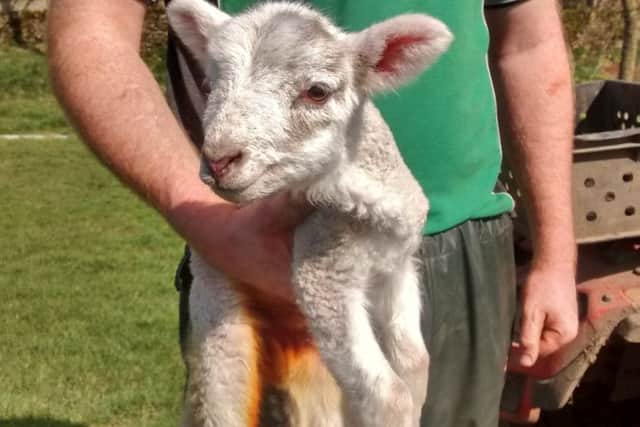 Hole in one for lost lamb who scores new home after RSPCA rescue
