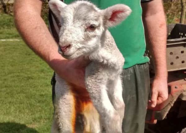 This little lamb now has a new home