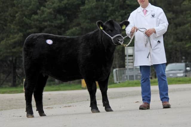 Top priced Aberdeen Angus female at 2,050gns was Coolermoney Ruth S596 exhibited by Graeme Parke, Strabane. Picture: Julie Hazelton