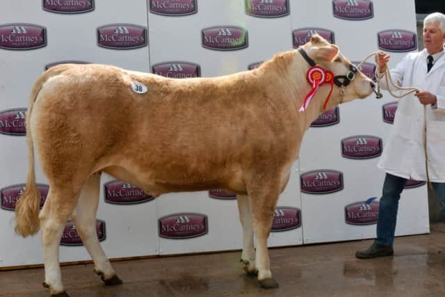 Reserve champion Merryhill Laura sold to 2450gns