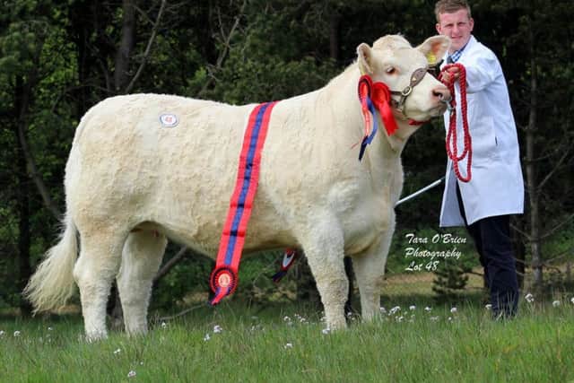 Supreme and female champion Derryharney Moonlight - 3,300gns