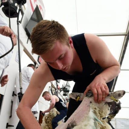 A YFCU member during the sheep shearing competition at Balmoral Show 2017