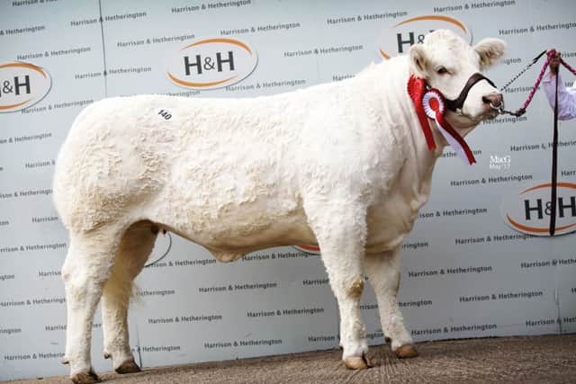 Reserve supreme and female champion Hollywell Latin, 7,000gns