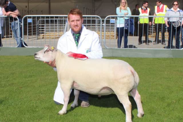Patrick Brolly, Munreary Flock, winner of the Shearling Ram class
