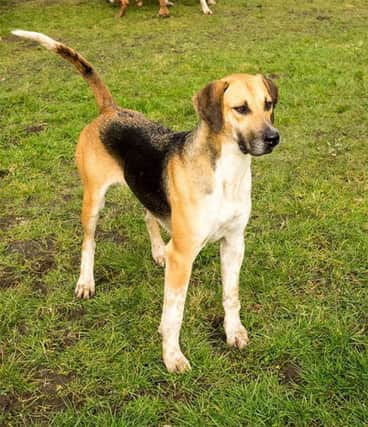 A  foxhound type dog, brown in colour, similar to this one is believed to be involved in the recent sheep worrying attacks in the Kildress area of Cookstown.