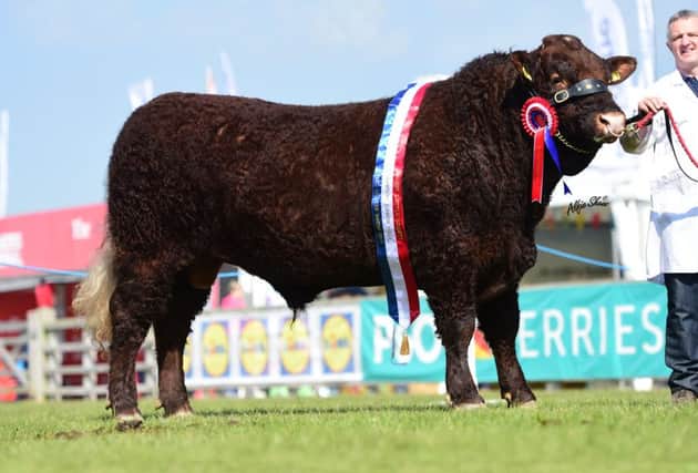 Securing the Salers Breed Champion at Balmoral Show was Drumlegagh Hamish from J & EA Elliott, Newtownstewart